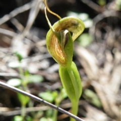 Fire and Orchids ACT Citizen Science Project at Point 5816 - 27 Sep 2016