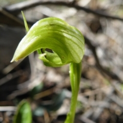 Fire and Orchids ACT Citizen Science Project at Point 5816 - 27 Sep 2016