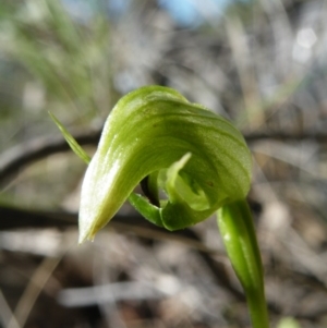 Fire and Orchids ACT Citizen Science Project at Point 5816 - 27 Sep 2016