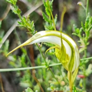 Fire and Orchids ACT Citizen Science Project at Point 5815 - 15 Feb 2022