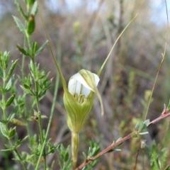 Fire and Orchids ACT Citizen Science Project at Point 5815 - 15 Feb 2022