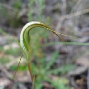 Fire and Orchids ACT Citizen Science Project at Point 5815 - 15 Feb 2022