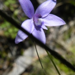 Fire and Orchids ACT Citizen Science Project at Point 5438 - 14 Oct 2016