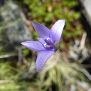 Fire and Orchids ACT Citizen Science Project at Point 5438 - 14 Oct 2016