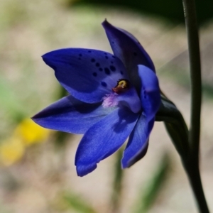 Fire and Orchids ACT Citizen Science Project at Point 99 - 24 Oct 2021