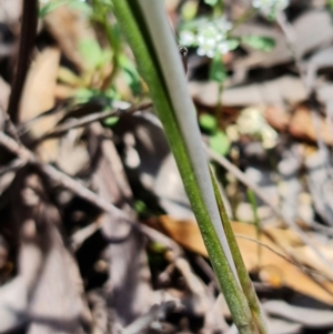 Fire and Orchids ACT Citizen Science Project at Point 99 - 24 Oct 2021