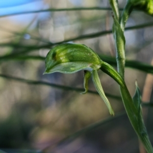 Fire and Orchids ACT Citizen Science Project at Point 5822 - 2 Aug 2021