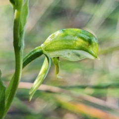 Fire and Orchids ACT Citizen Science Project at Point 5822 - 2 Aug 2021