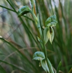 Fire and Orchids ACT Citizen Science Project at Point 5822 - 2 Aug 2021