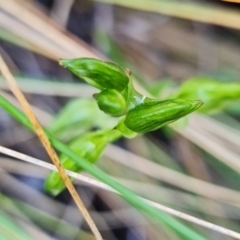 Fire and Orchids ACT Citizen Science Project at Point 5822 - 2 Aug 2021