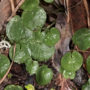 Fire and Orchids ACT Citizen Science Project at Point 4081 - 21 Jun 2017