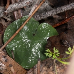 Fire and Orchids ACT Citizen Science Project at Point 4081 - 21 Jun 2017