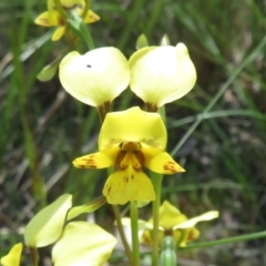 Fire and Orchids ACT Citizen Science Project at Point 5204 - 27 Oct 2021