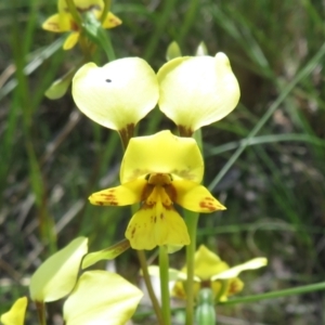 Fire and Orchids ACT Citizen Science Project at Point 5204 - 27 Oct 2021