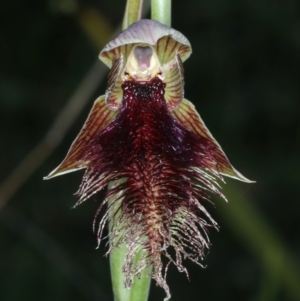 Fire and Orchids ACT Citizen Science Project at Point 5815 - 17 Oct 2021