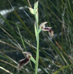Fire and Orchids ACT Citizen Science Project at Point 5815 - 17 Oct 2021