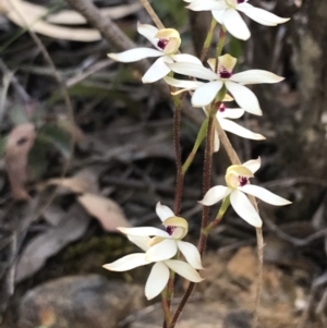 Fire and Orchids ACT Citizen Science Project at Point 60 - 26 Oct 2021