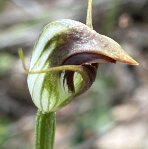 Fire and Orchids ACT Citizen Science Project at Point 5204 - 5 Oct 2021