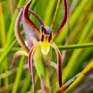 Fire and Orchids ACT Citizen Science Project at Point 5815 - 30 Sep 2021