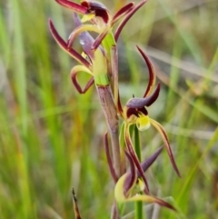 Fire and Orchids ACT Citizen Science Project at Point 5815 - 30 Sep 2021