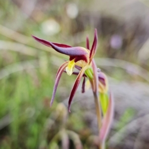 Fire and Orchids ACT Citizen Science Project at Point 5815 - 30 Sep 2021