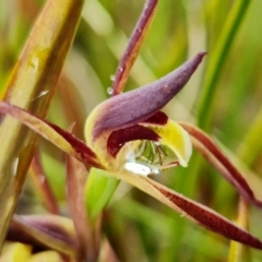 Fire and Orchids ACT Citizen Science Project at Point 5815 - 30 Sep 2021