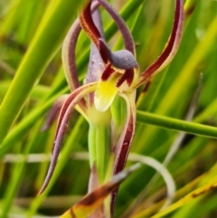 Fire and Orchids ACT Citizen Science Project at Point 5815 - 30 Sep 2021