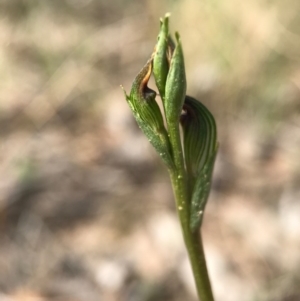 Fire and Orchids ACT Citizen Science Project at Point 3852 - 2 Apr 2017