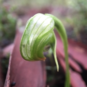 Fire and Orchids ACT Citizen Science Project at Point 5204 - 10 Sep 2016