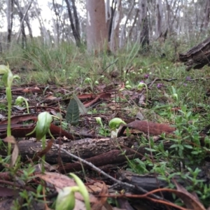 Fire and Orchids ACT Citizen Science Project at Point 5204 - 10 Sep 2016