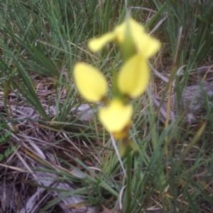 Fire and Orchids ACT Citizen Science Project at Point 5825 - 26 Oct 2015