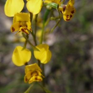 Fire and Orchids ACT Citizen Science Project at Point 5204 - 17 Oct 2020