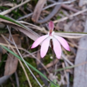 Fire and Orchids ACT Citizen Science Project at Point 5058 - 9 Oct 2016