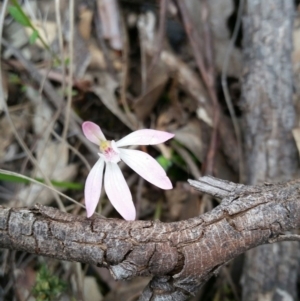 Fire and Orchids ACT Citizen Science Project at Point 5058 - 9 Oct 2016