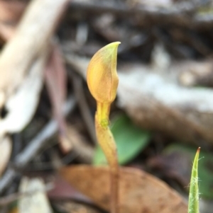 Fire and Orchids ACT Citizen Science Project at Point 5438 - 28 Sep 2015