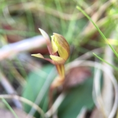 Fire and Orchids ACT Citizen Science Project at Point 5438 - 28 Sep 2015