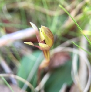 Fire and Orchids ACT Citizen Science Project at Point 5438 - 28 Sep 2015