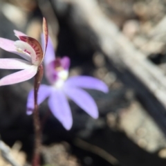 Fire and Orchids ACT Citizen Science Project at Point 751 - 10 Sep 2015