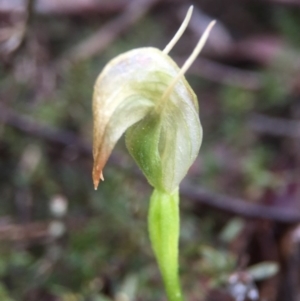 Fire and Orchids ACT Citizen Science Project at Point 5204 - 10 Sep 2016