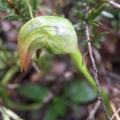 Fire and Orchids ACT Citizen Science Project at Point 5204 - 10 Sep 2016