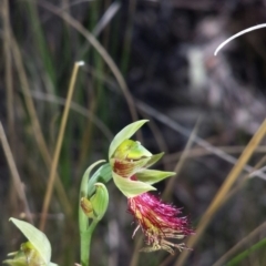 Fire and Orchids ACT Citizen Science Project at Point 60 - 29 Oct 2015