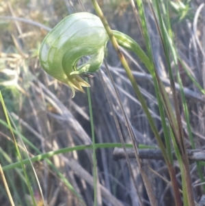 Fire and Orchids ACT Citizen Science Project at Point 5817 - 14 Oct 2016