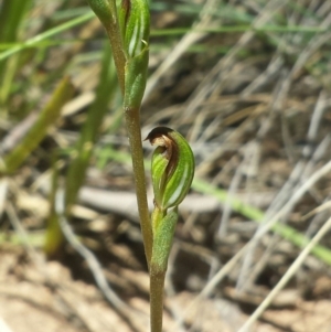 Fire and Orchids ACT Citizen Science Project at Point 4150 - 18 Feb 2016