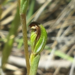 Fire and Orchids ACT Citizen Science Project at Point 4150 - 18 Feb 2016