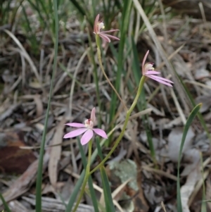 Fire and Orchids ACT Citizen Science Project at Point 49 - 5 Oct 2020