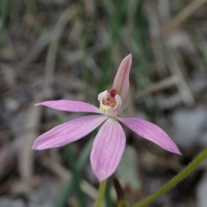 Fire and Orchids ACT Citizen Science Project at Point 49 - 5 Oct 2020