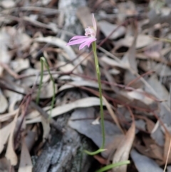 Fire and Orchids ACT Citizen Science Project at Point 49 - 5 Oct 2020