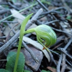 Fire and Orchids ACT Citizen Science Project at Point 4376 - 5 Jul 2020