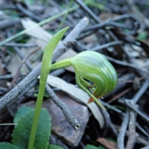 Fire and Orchids ACT Citizen Science Project at Point 4376 - 5 Jul 2020