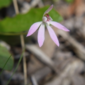 Fire and Orchids ACT Citizen Science Project at Point 5204 - 11 Oct 2020